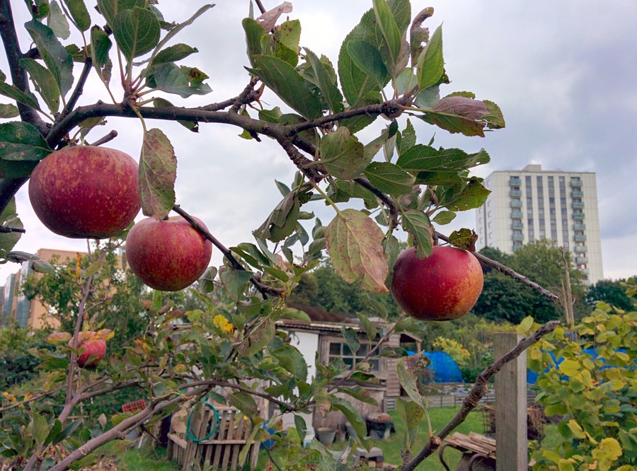 Apples at the allotment