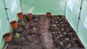 Inside the polytunnel