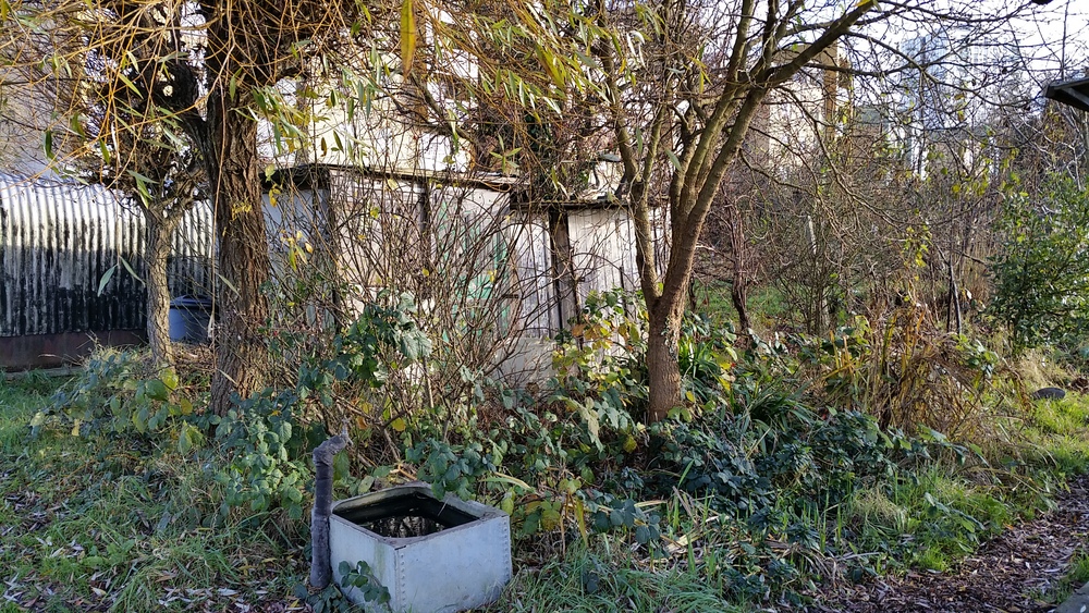 First day at my allotment before the clean up