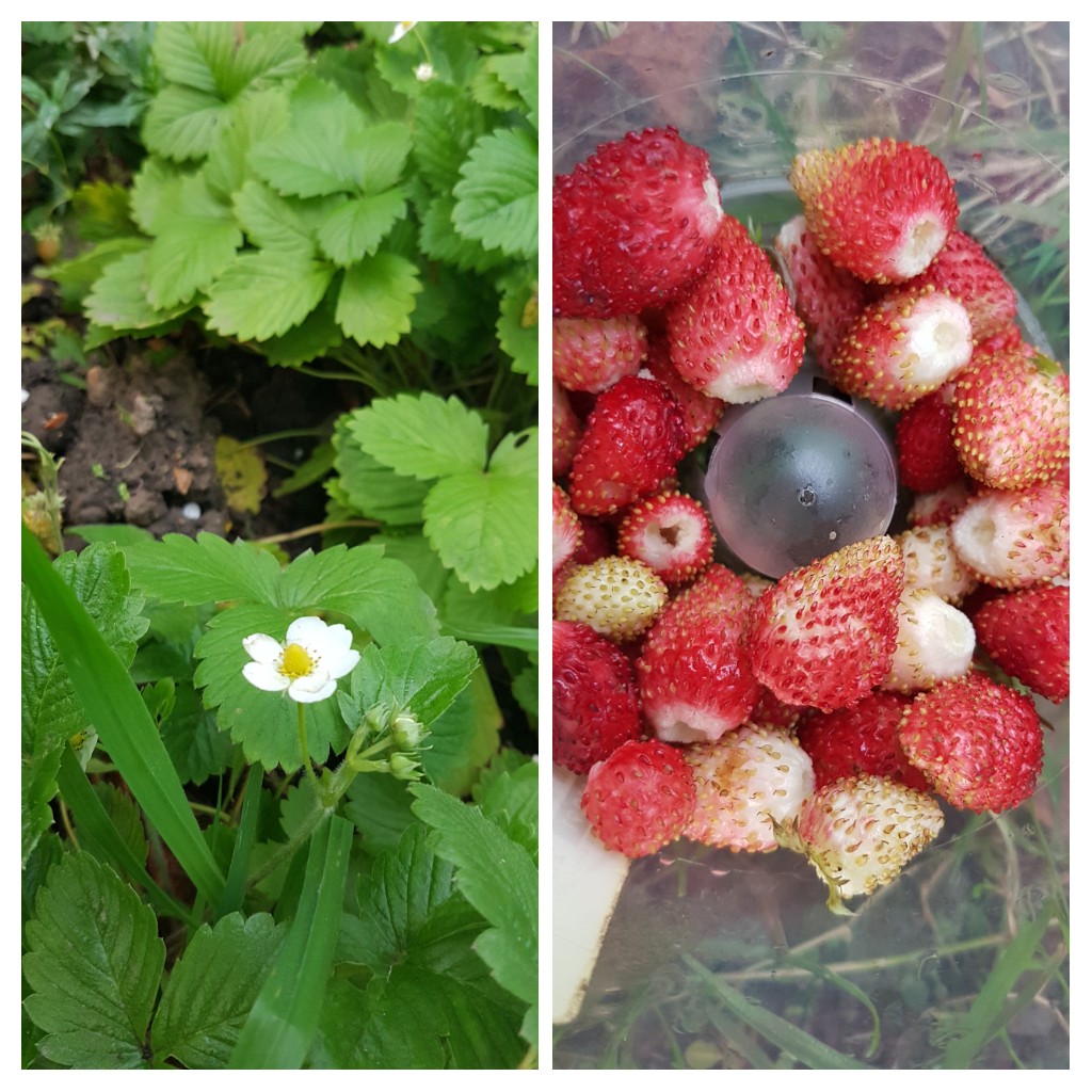 My wild strawberries are still flowering