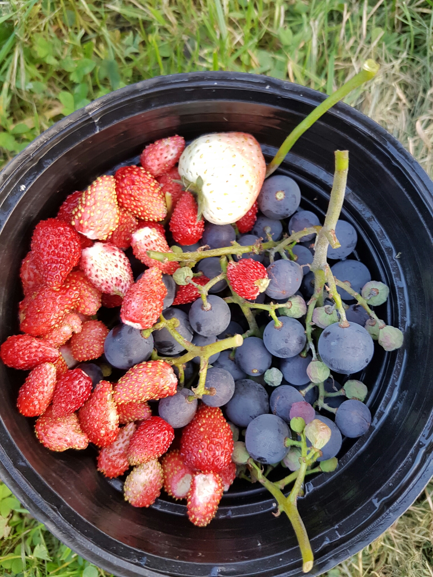 My last wild strawberries and grapes