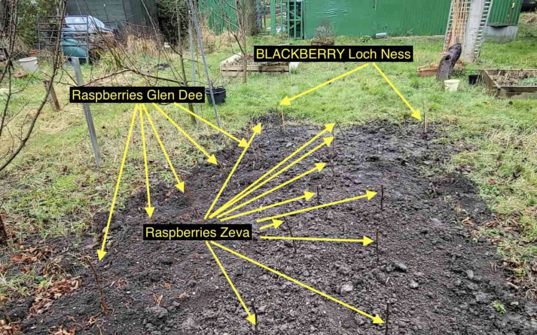 Raspberry and blackberry planting, January and February 2022